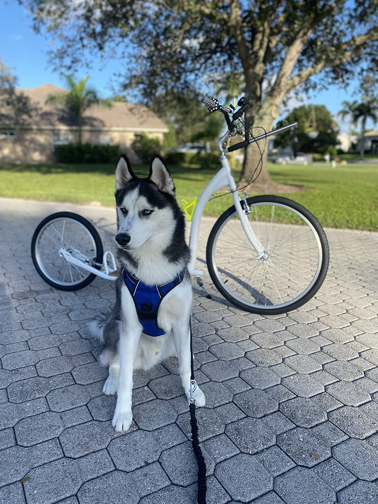 【Sports&Outdoors】Adult Scooter, 26-Inch Alloy Linear Pull Brakes, Steel Frame